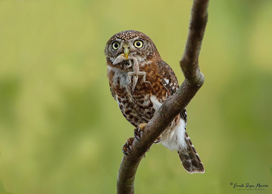image Cuban Pygmy-Owl